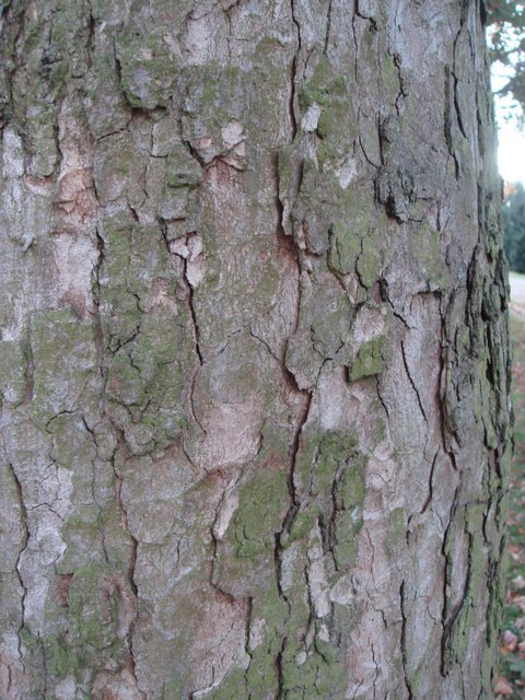 Acer pseudoplatanus 'Purpureum' ecorce
